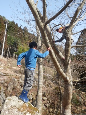 木登り